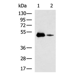 V5 tag mouse monoclnal antibody