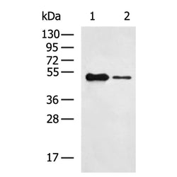 S tag mouse monoclnal antibody