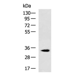 ECFP tag mouse monoclnal antibody