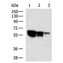 MBP tag mouse monoclnal antibody
