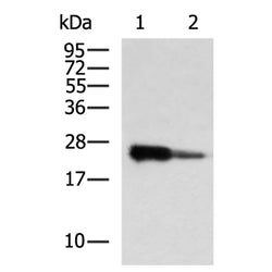 EYFP tag mouse monoclnal antibody