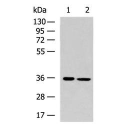 TRADD rabbit polyclonal antibody