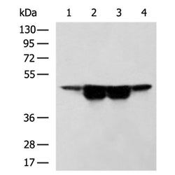 POLDIP3 rabbit polyclonal antibody