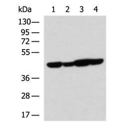 MRPS5 rabbit polyclonal antibody
