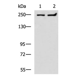HEATR1 rabbit polyclonal antibody