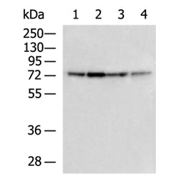 PTCD3 rabbit polyclonal antibody