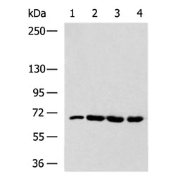 UIMC1 rabbit polyclonal antibody