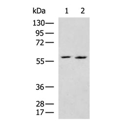 ASPSCR1 rabbit polyclonal antibody