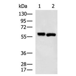 SPTLC2 rabbit polyclonal antibody