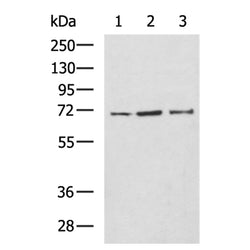 ORC2 rabbit polyclonal antibody