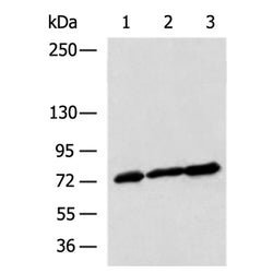 TDRD3 rabbit polyclonal antibody