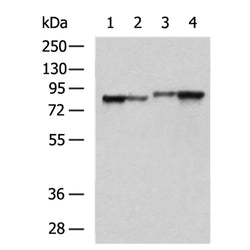 LETM1 rabbit polyclonal antibody