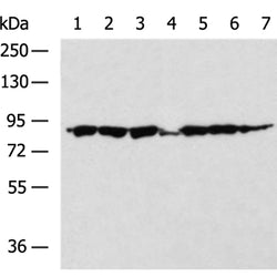 ZNF184 rabbit polyclonal antibody