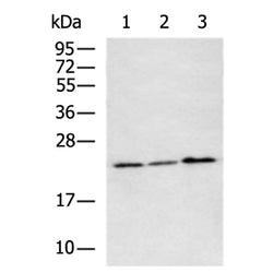 NEUROG1 rabbit polyclonal antibody