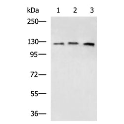 HNRNPU rabbit polyclonal antibody