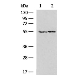 NETO2 rabbit polyclonal antibody