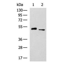 TRIM44 rabbit polyclonal antibody