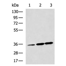 CASP1 rabbit polyclonal antibody