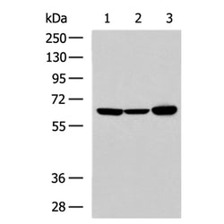 CASP10 rabbit polyclonal antibody
