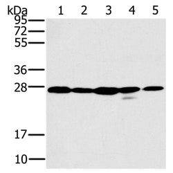 LGALS3 rabbit polyclonal antibody