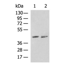 SYT5 rabbit polyclonal antibody