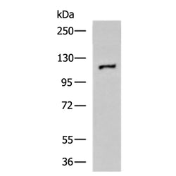 HIF1A rabbit polyclonal antibody