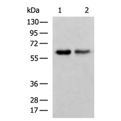 DPYSL5 rabbit polyclonal antibody