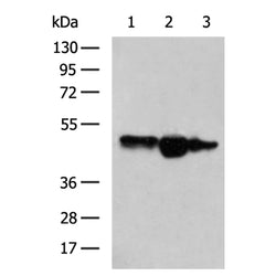 PGF rabbit polyclonal antibody