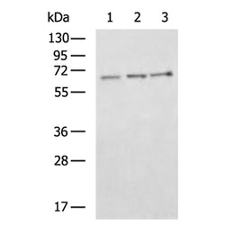 NFE2L2 rabbit polyclonal antibody