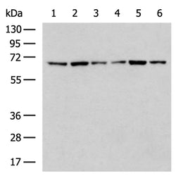 ISYNA1 rabbit polyclonal antibody