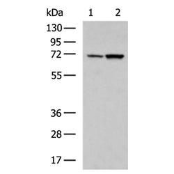EFCAB7 rabbit polyclonal antibody