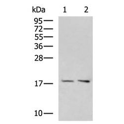 PLEKHJ1 rabbit polyclonal antibody