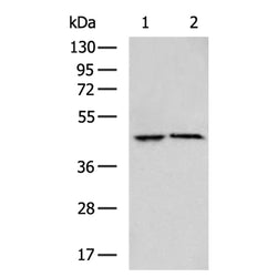 RILPL1 rabbit polyclonal antibody