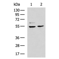GABRA3 rabbit polyclonal antibody