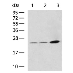KLK15 rabbit polyclonal antibody