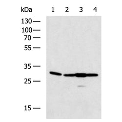NQO1 rabbit polyclonal antibody