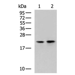 CEBPG rabbit polyclonal antibody
