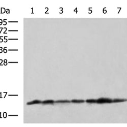 H4C1 rabbit polyclonal antibody