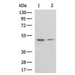 TUFM rabbit polyclonal antibody