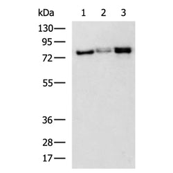 PIK3R1 rabbit polyclonal antibody