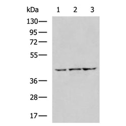 UPP2 rabbit polyclonal antibody