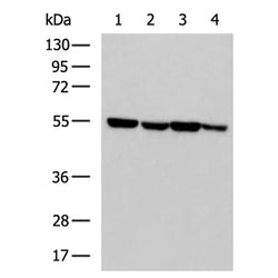 SLC47A1 rabbit polyclonal antibody