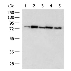 WASF1 rabbit polyclonal antibody