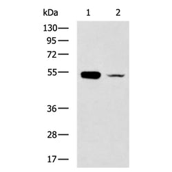 CHIA rabbit polyclonal antibody