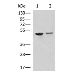 SQOR rabbit polyclonal antibody