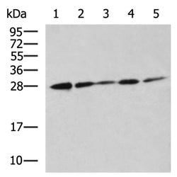 YWHAH rabbit polyclonal antibody