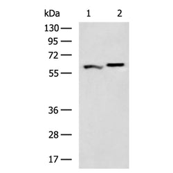PTBP1 rabbit polyclonal antibody