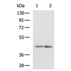 LETMD1 rabbit polyclonal antibody