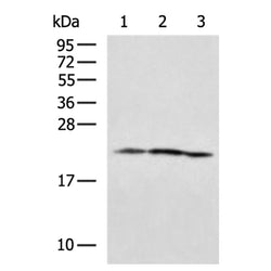 MRPL18 rabbit polyclonal antibody