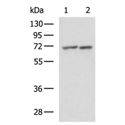 SIGLEC10 rabbit polyclonal antibody